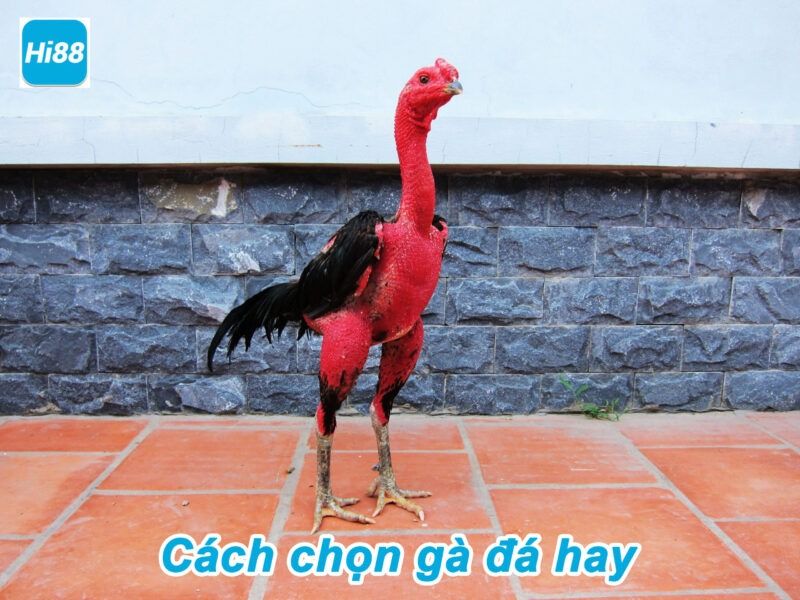 Chia sẻ cách chọn gà đá hay nhất, bách chiến bách thắng 7 Cách chọn gà đá hay anh em cần nhớ